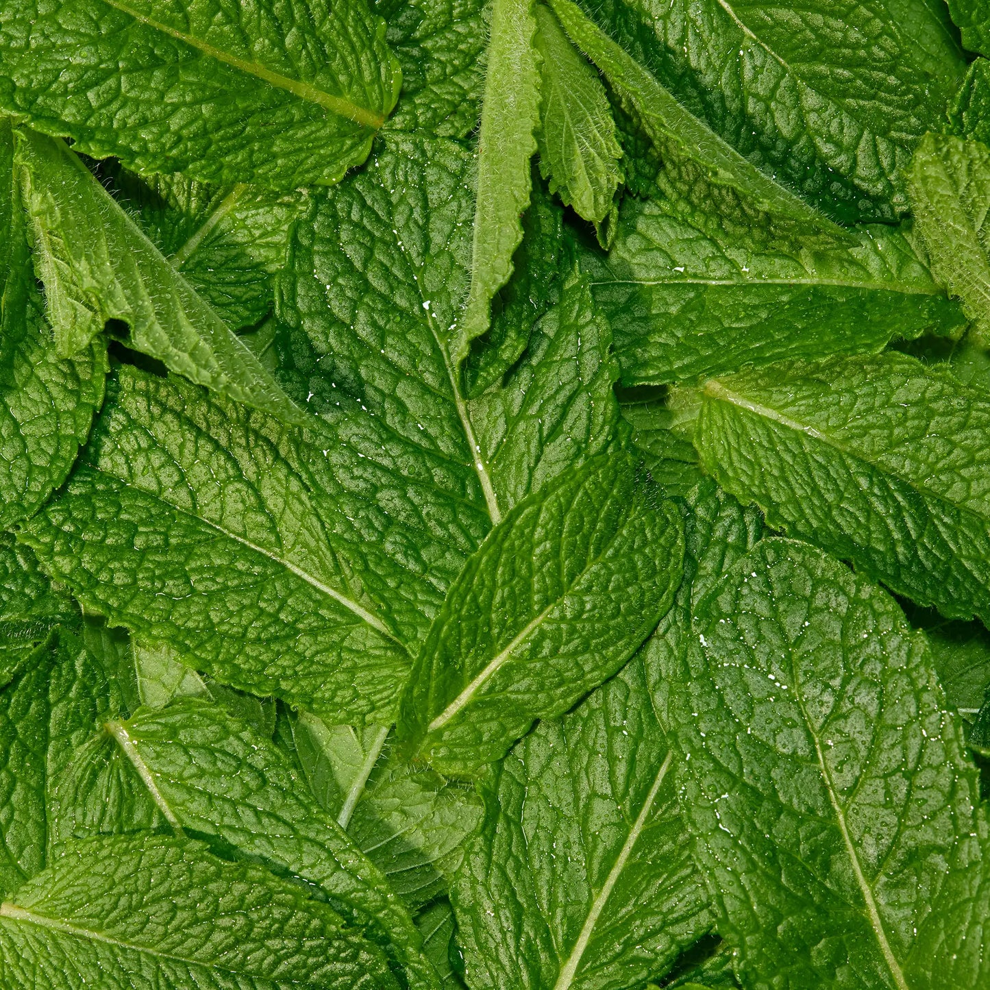 Peppermint Essentials Bundle