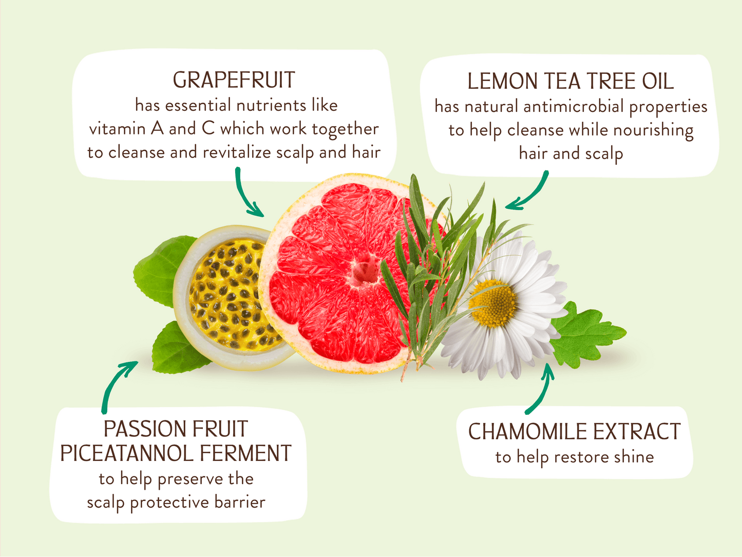 Volumizing Tea Tree & Grapefruit Shampoo Bar