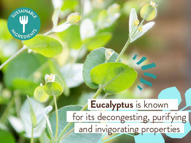 Eucalyptus Remedy Plant-Based Bubble Bath & Wash Duo