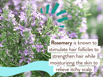Eucalyptus Remedy Plant-Based Shampoo & Wash - 16oz